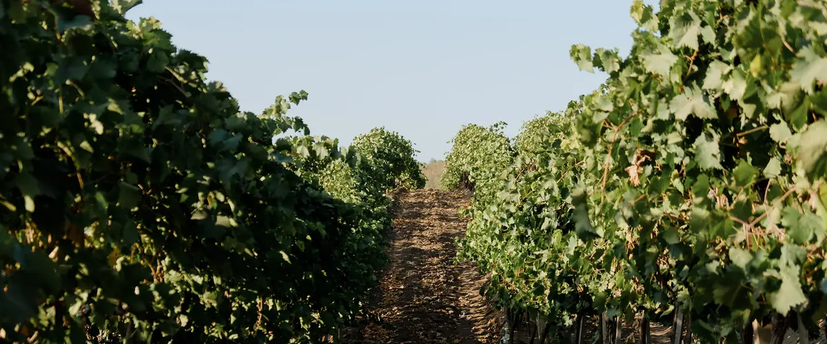 Vine rows at Aurelius in Codru