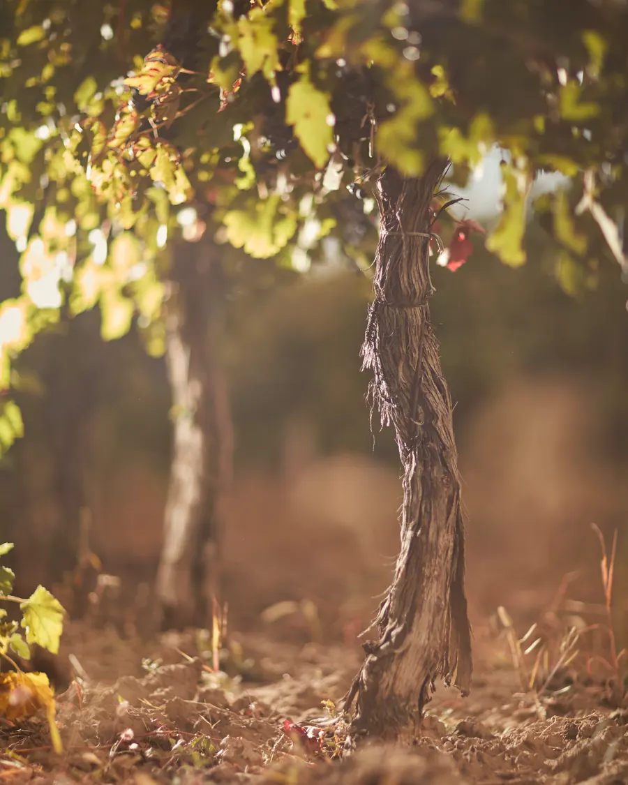 The twisted trunk of an old vine in a Château Cristi row, lit by a low sun