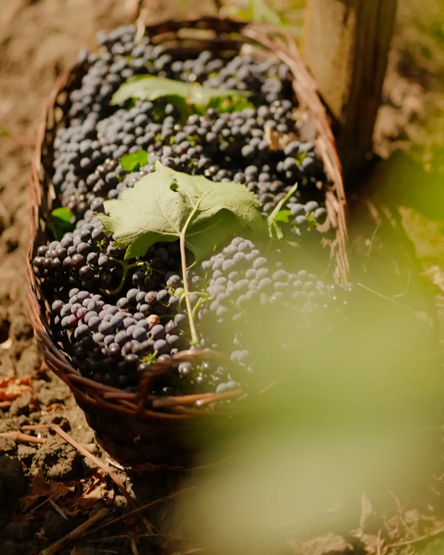 A wicker basket of just picked dark grapes in a Podgoria Vin vineyard row