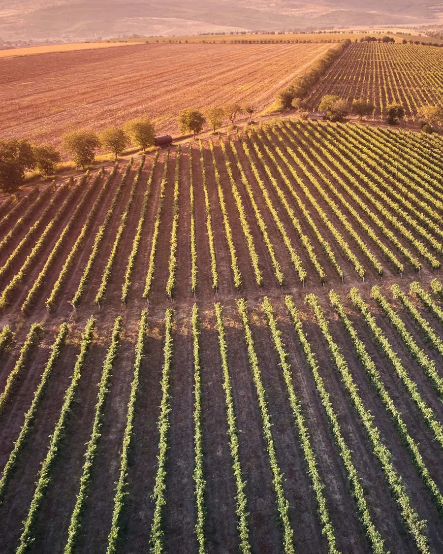 Château Cristi's vineyards from the air at golden hour, the rows running down the slope past a line of trees