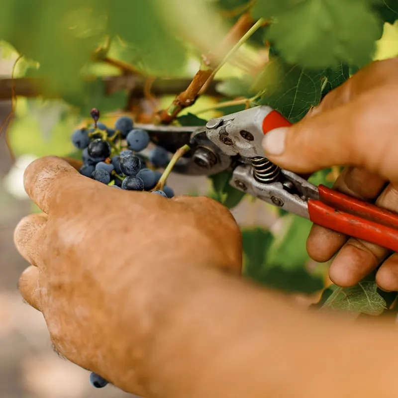Hands cutting a bunch of black grapes at harvest at Maurt, the producer behind Bacio di Bolle
